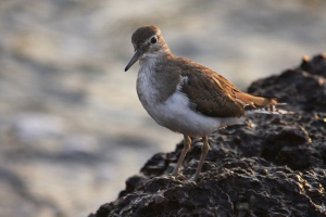 Prijevoznik Prijevoznik