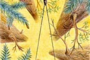 Permotmidia - drevni insekti Permotmidia - drevni insekti