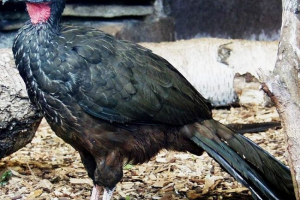 Pennnaya penelope: opis, fotografije i videozapisi Pennnaya penelope: opis, fotografije i videozapisi