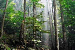 Primarna ili djevičanska šuma Primarna ili djevičanska šuma