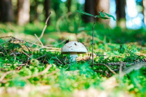 Prve proljetne gljive Prve proljetne gljive