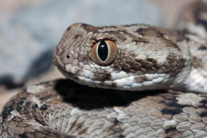 Pješčana zmija efa Pješčana zmija efa