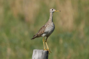 Dugokoposna pješčanice - pernaya iz amerike Dugokoposna pješčanice - pernaya iz amerike