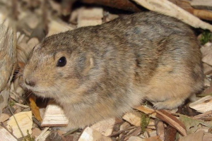 Žuta petrushka - pustinjska glodavaca