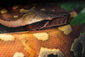 Motian pitoni ili egzotični kućni ljubimci Motian pitoni ili egzotični kućni ljubimci