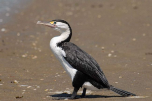 Motley cormorand: opis, stanište i način života peradi Motley cormorand: opis, stanište i način života peradi