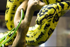 Motion tepih python - lijep i ručni ljubimac Motion tepih python - lijep i ručni ljubimac