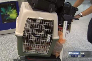 Pilot liner prekinuo je transatlantski let za spašavanje psa