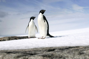 Penguin adele Penguin adele