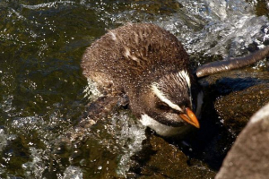 Penguin victoria: opis, fotografija Penguin victoria: opis, fotografija