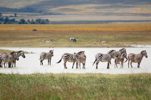 Što se zebra hrani? Što se zebra hrani?