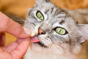 Pirantel za mačke - recenzije Pirantel za mačke - recenzije