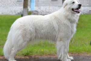 Pyrenean planinski pas Pyrenean planinski pas