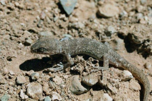 Skiscius heccon - sićušni gušter Skiscius heccon - sićušni gušter
