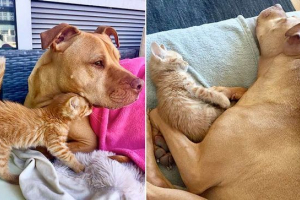 Pitbul je dao mačići, a on je postao njegov drugi otac Pitbul je dao mačići, a on je postao njegov drugi otac