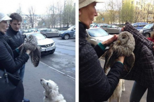 St. Petersburg prolaznici - spašeni od gavrana St. Petersburg prolaznici - spašeni od gavrana