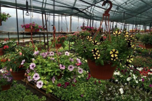 Kućni ljubimci biljaka u regiji lenjingrad