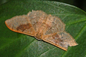 Pyadenitsa. Fotografija i vrt pest video Pyadenitsa. Fotografija i vrt pest video