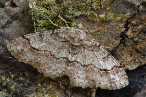 Pyadenitsa: vrste, opis leptira Pyadenitsa: vrste, opis leptira