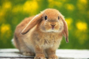 Pet najnepreteratnih kućnih ljubimaca za zaposlene ljude Pet najnepreteratnih kućnih ljubimaca za zaposlene ljude