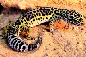 Pjegavi kubbler - prijateljski ljubimac Pjegavi kubbler - prijateljski ljubimac