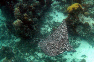 Pjegavi orlyak - skat, rastući u vodi, poput ptice na nebu Pjegavi orlyak - skat, rastući u vodi, poput ptice na nebu