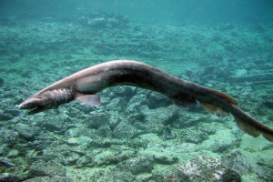 Plahen-greder. Ona je planirani morski pas Plahen-greder. Ona je planirani morski pas