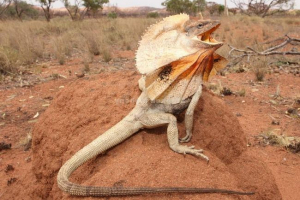 Plazni gušter - lako biće Plazni gušter - lako biće