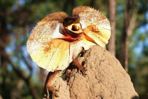 Slow-poput guštera Slow-poput guštera