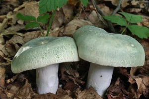 Nezreo sir Nezreo sir