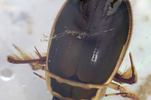 Zaštićeni flomauneti. Sve o životu vode Zaštićeni flomauneti. Sve o životu vode