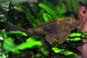 Plekostomu ili som-ljepila