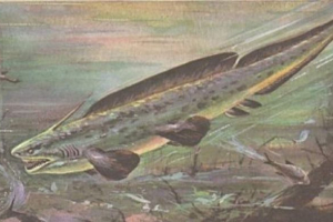 Pleagrant - morski pas iz dubine vremena