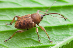 Voće hrasta i slon Voće hrasta i slon
