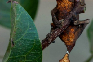 Avion je bacio gecko: home sadržaj?