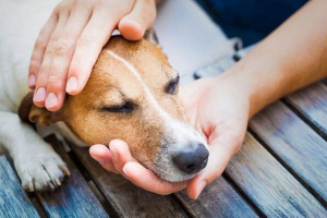 Zbog razloga psa gubi koordinaciju kako pomoći životinji? Zbog razloga psa gubi koordinaciju kako pomoći životinji?
