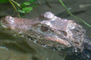 Po ulicama ryazana, krokodil luta Po ulicama ryazana, krokodil luta