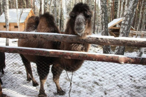 Po ulicama ufa hoda pobjegla deve Po ulicama ufa hoda pobjegla deve