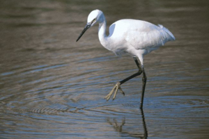Zašto čaplja stoji na jednoj nozi? Zašto čaplja stoji na jednoj nozi?