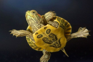 Zašto su kornjače dugačke? Zašto su kornjače dugačke?