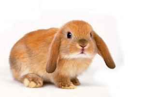 Zašto grizeći ukrasne zečeve? Zašto grizeći ukrasne zečeve?