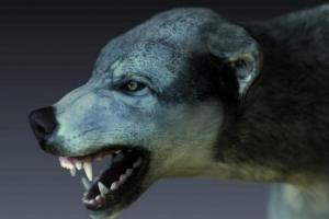 Zašto se ljudi boje pse?