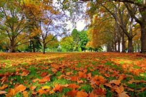 Bez obzira na list Bez obzira na list