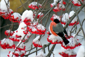 Zašto billfire pod nazivom? Zašto billfire pod nazivom?