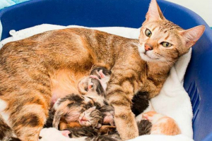 Zašto sanjati kako mačka rađa? Zašto sanjati kako mačka rađa?