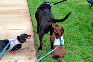 Zašto psi njuškaju jedni druge ispod repa? Zašto psi njuškaju jedni druge ispod repa?