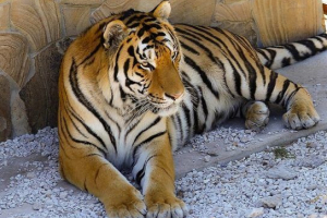 Zašto su tigrovi prugali Zašto su tigrovi prugali