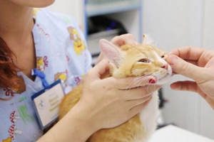 Zašto mačke imaju dob, kako popraviti patologiju? Zašto mačke imaju dob, kako popraviti patologiju?