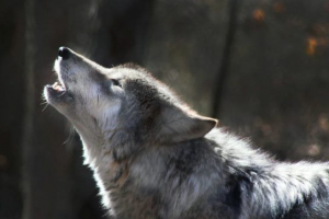 Zašto vukovi vukovi Zašto vukovi vukovi