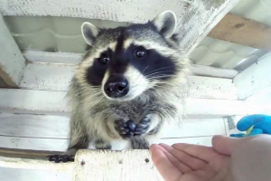 Moskovska regija otvorila je vrtić za rakune Moskovska regija otvorila je vrtić za rakune